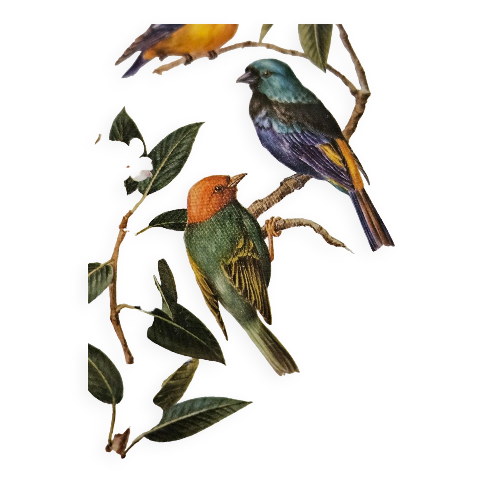 Lithograph Birds on a branch in gilded frame