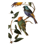 Lithograph Birds on a branch in gilded frame