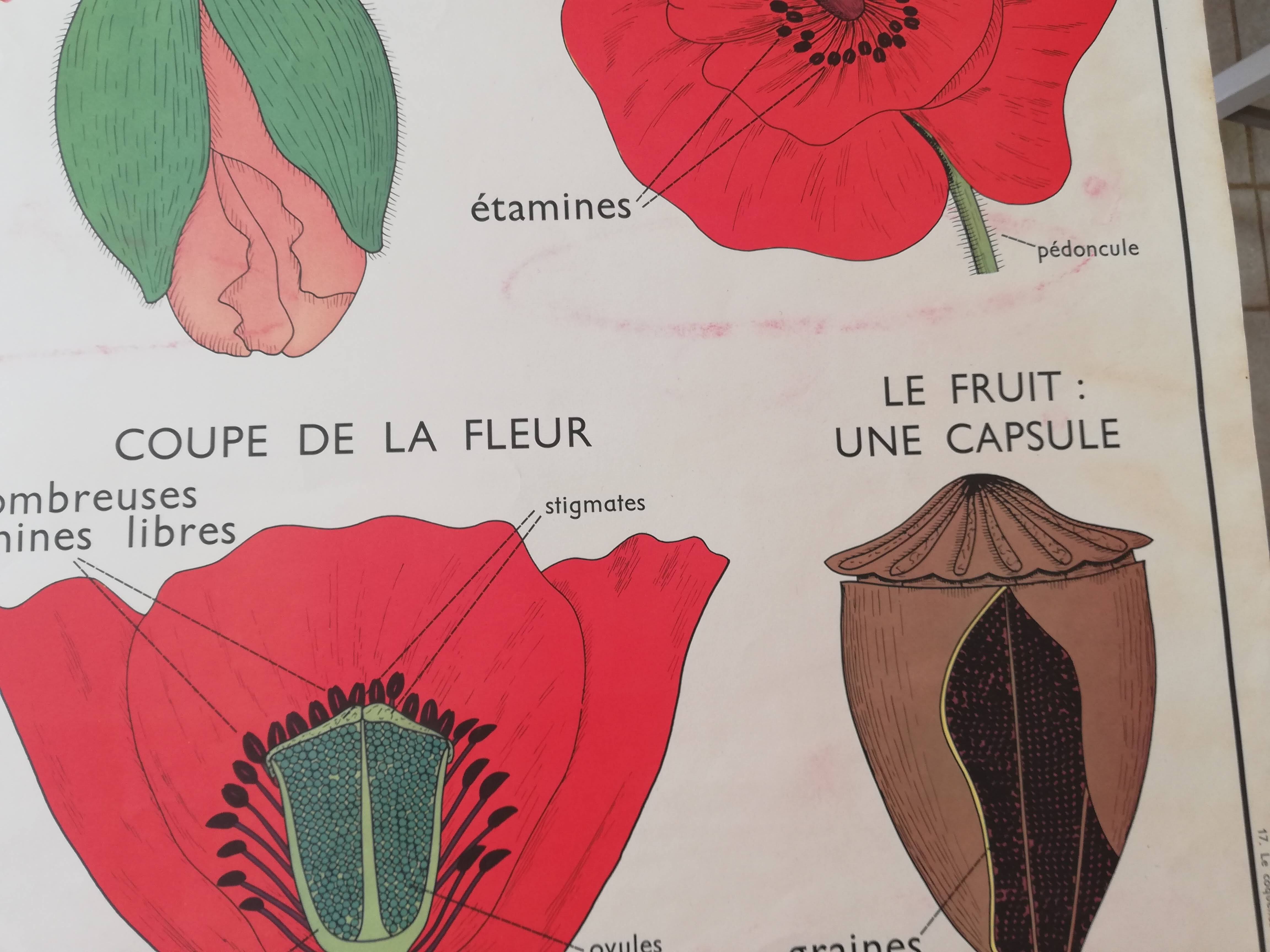 Old Rossignol school poster