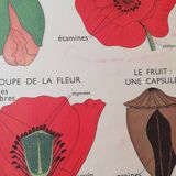 Old Rossignol school poster