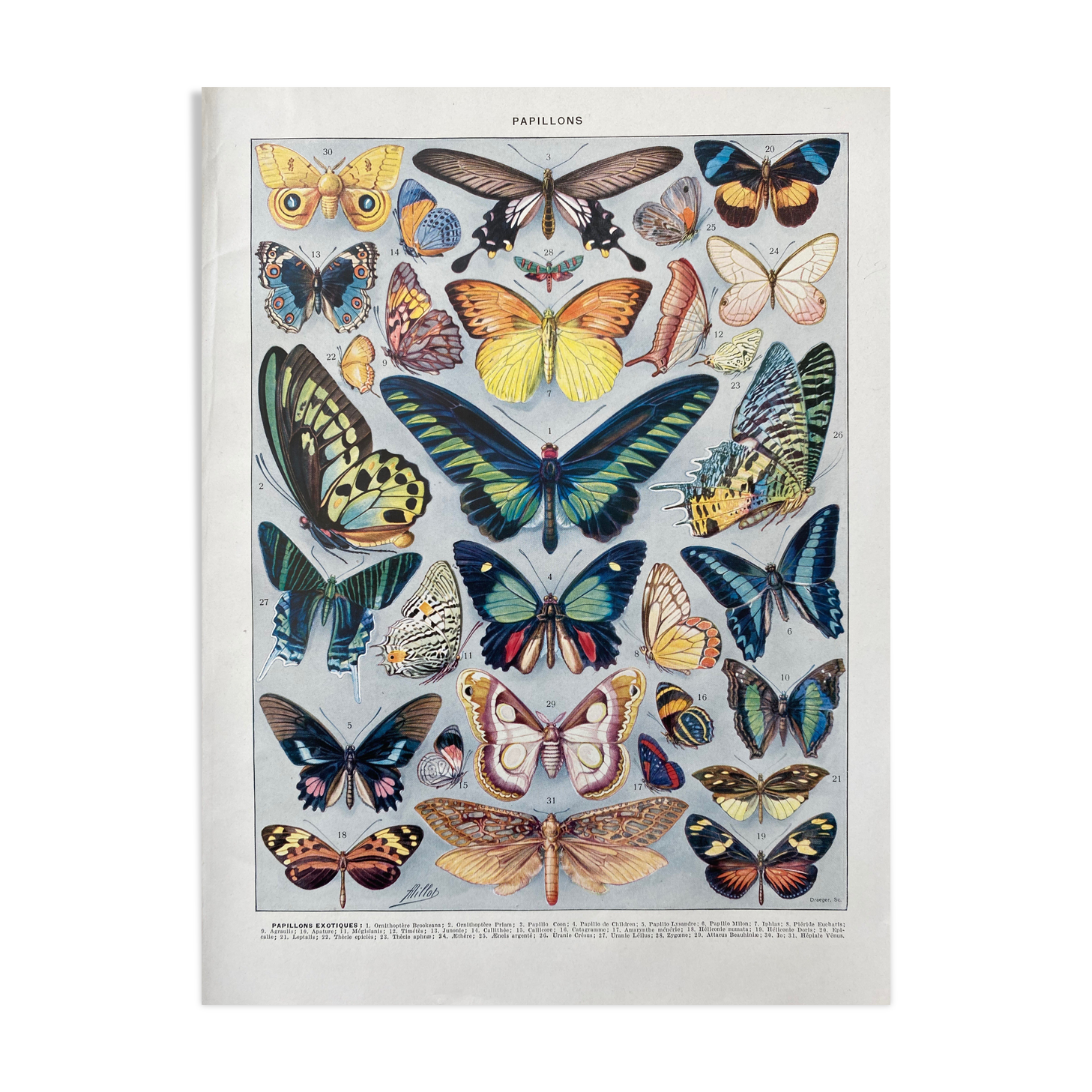 Illustration millot "papillons"