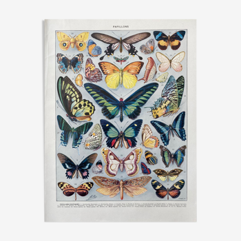 Illustration millot "papillons"