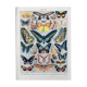 Illustration millot "papillons"