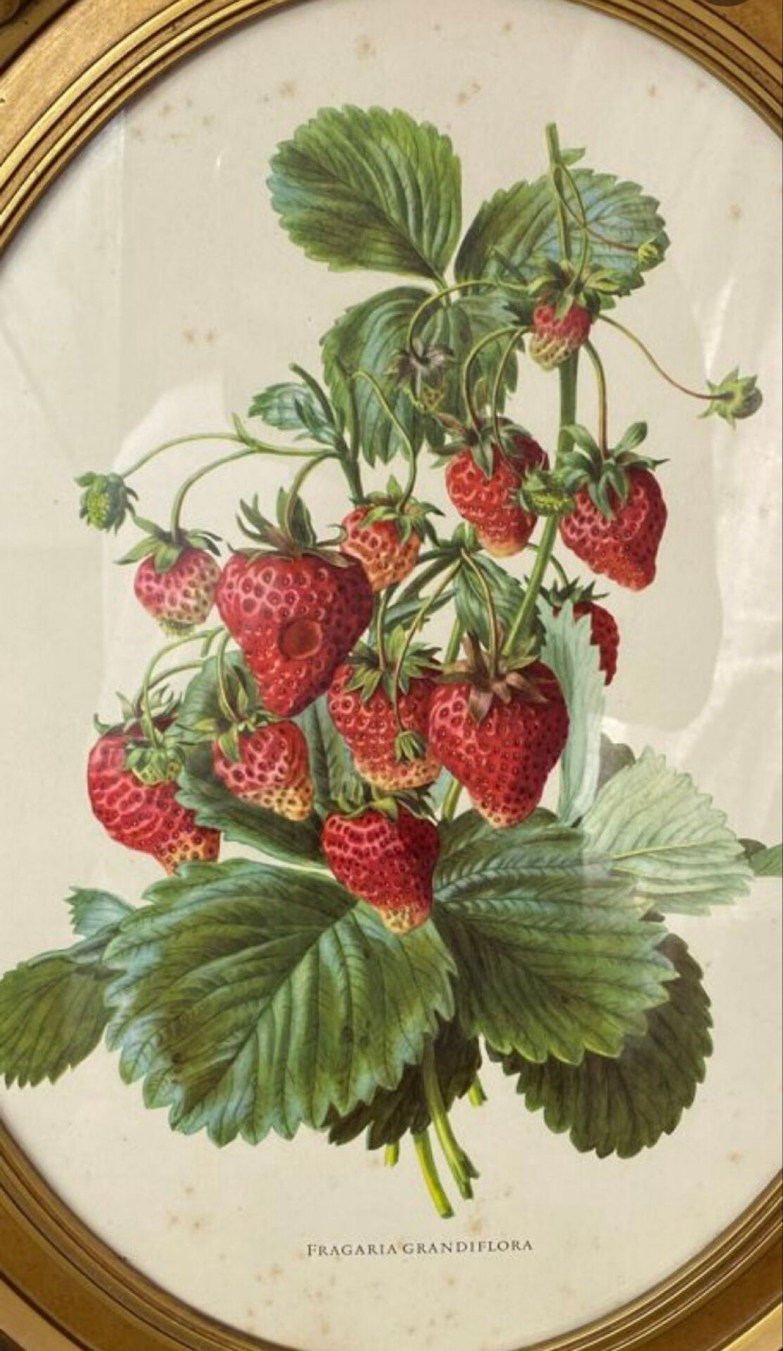 Framed botanical print of Fragaria Grandiflora