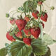Framed botanical print of Fragaria Grandiflora