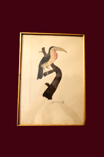 Toucan - 19th century watercolour original drawing