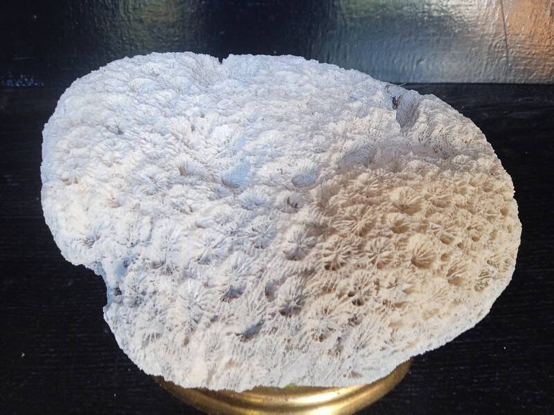 Cabinet de Curiosités Psammocora profundacel corail blanc sur socle