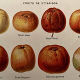 Lithograph on cider apples - 1920