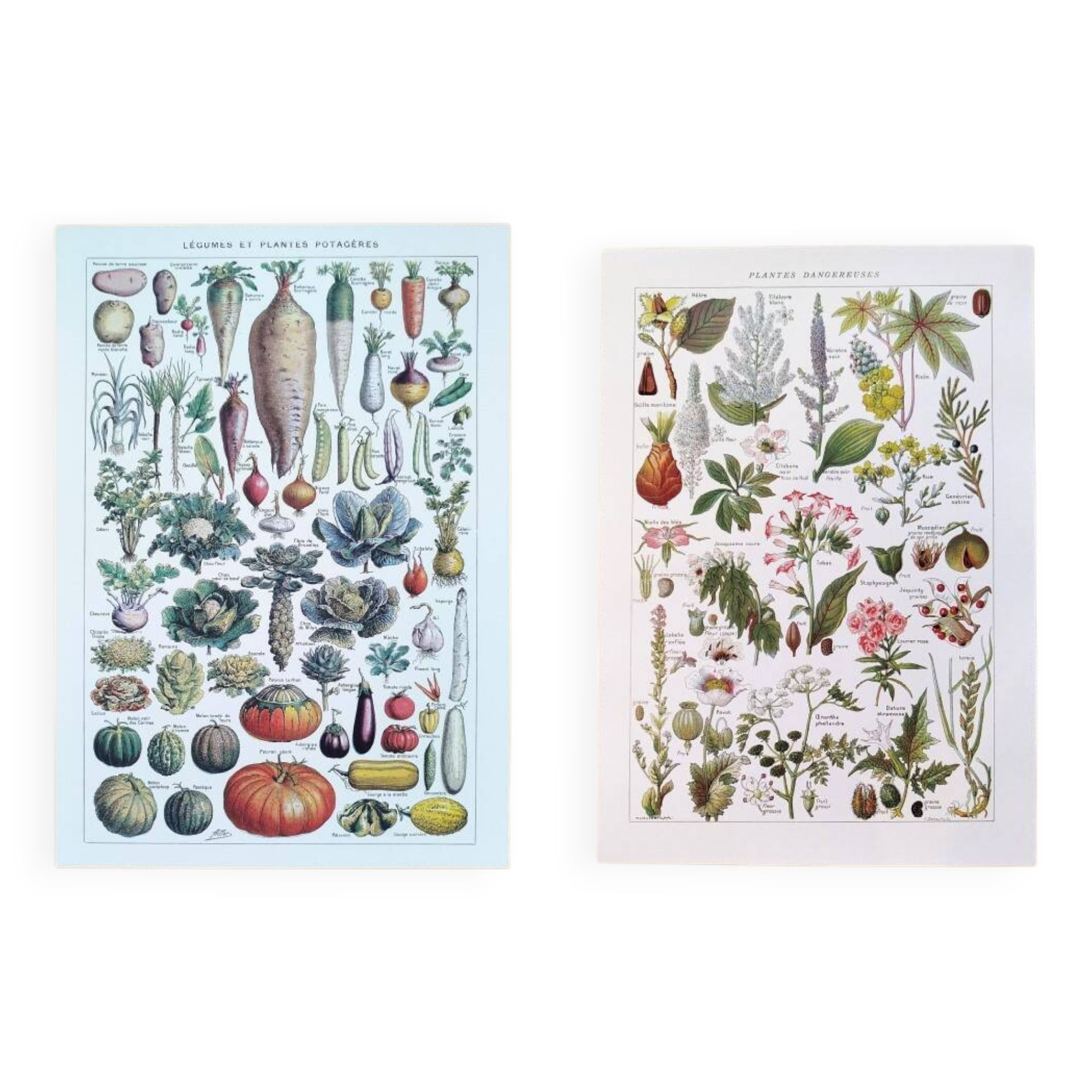 Set of two posters on vegetables and plants