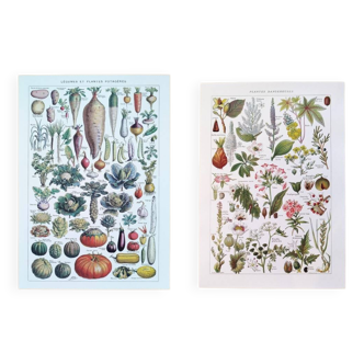 Set of two posters on vegetables and plants