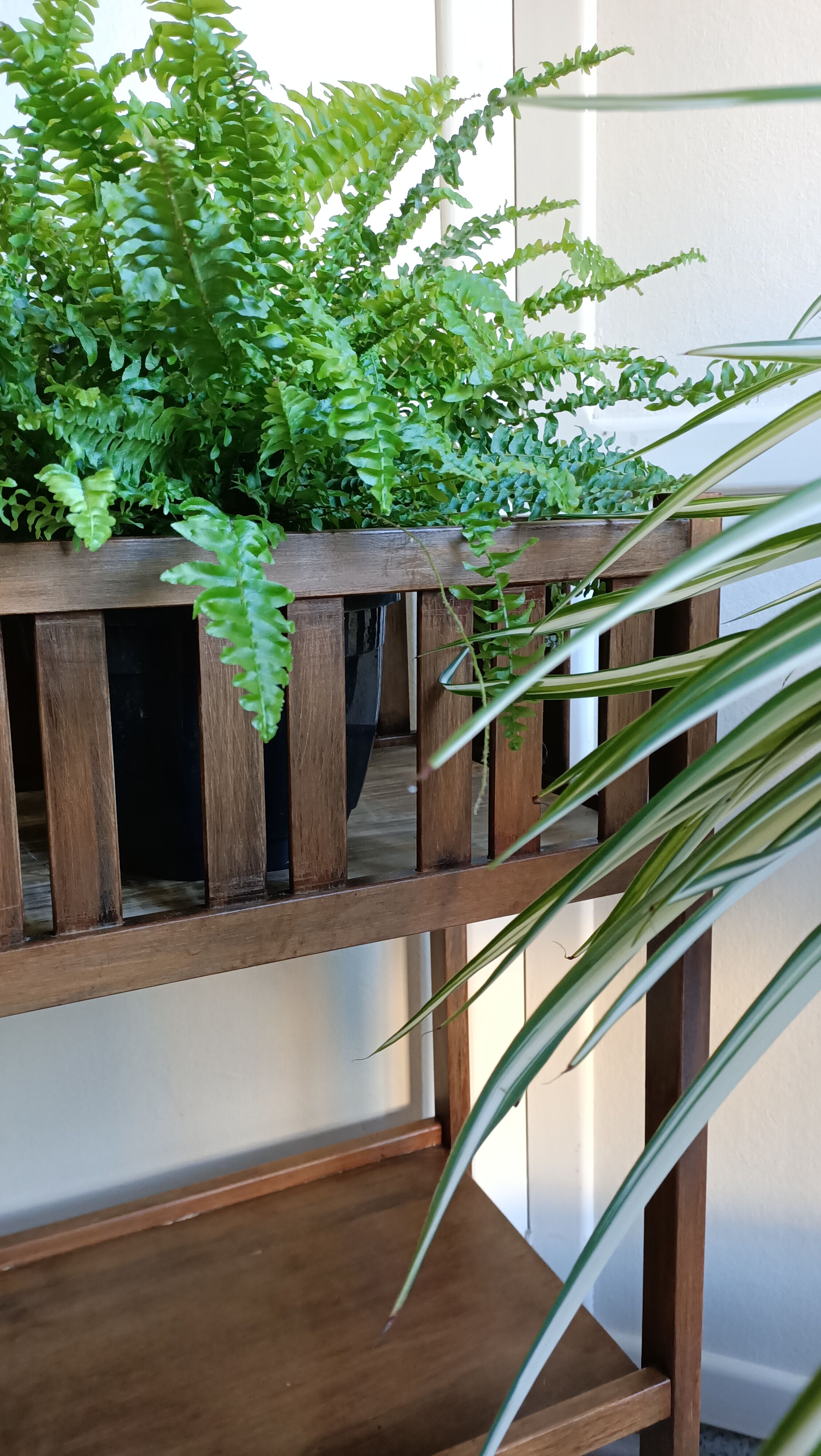 Pair of indoor planters