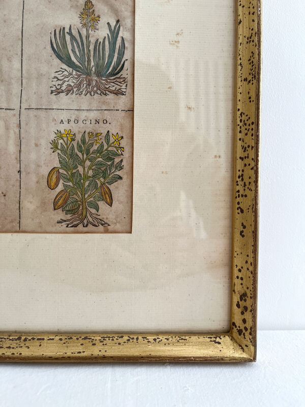 Lithographie planche botanique ancienne rehaussée à l’aquarelle