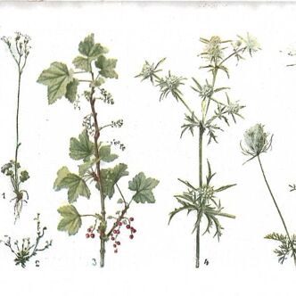 Small botanical plate n°23