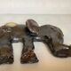 Bougeoir éléphant céramique irisée signée