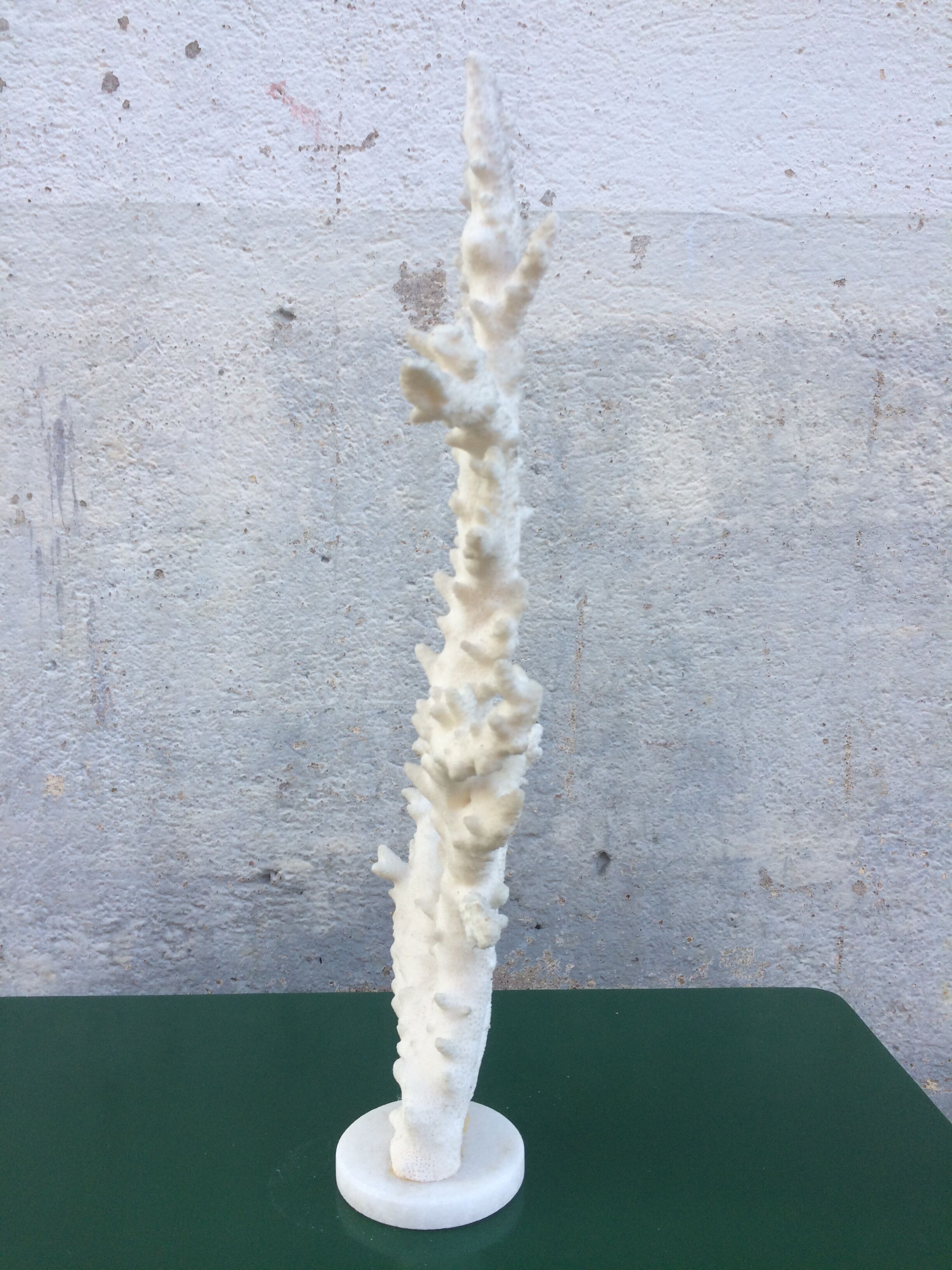 Coral branch 46 x 31 cm on alabaster marble base