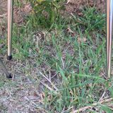 Two Tublac chairs in Skaï and chrome