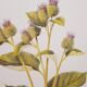 Great Bardane botanical board
