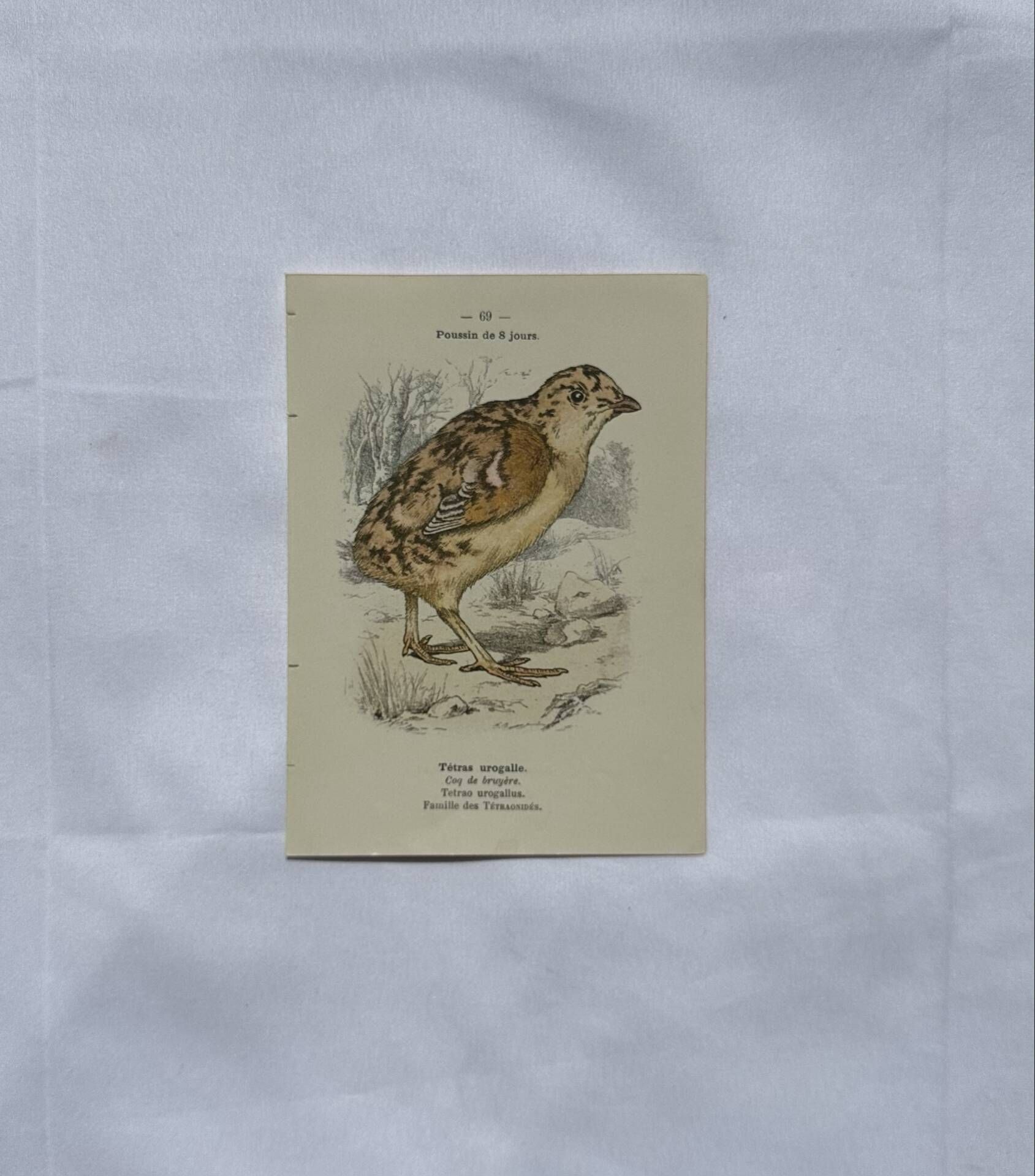 🐦 Botanical Plate Engraving of Birds Naturalist 19th Century Double-sided A