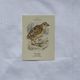 🐦 Botanical Plate Engraving of Birds Naturalist 19th Century Double-sided A