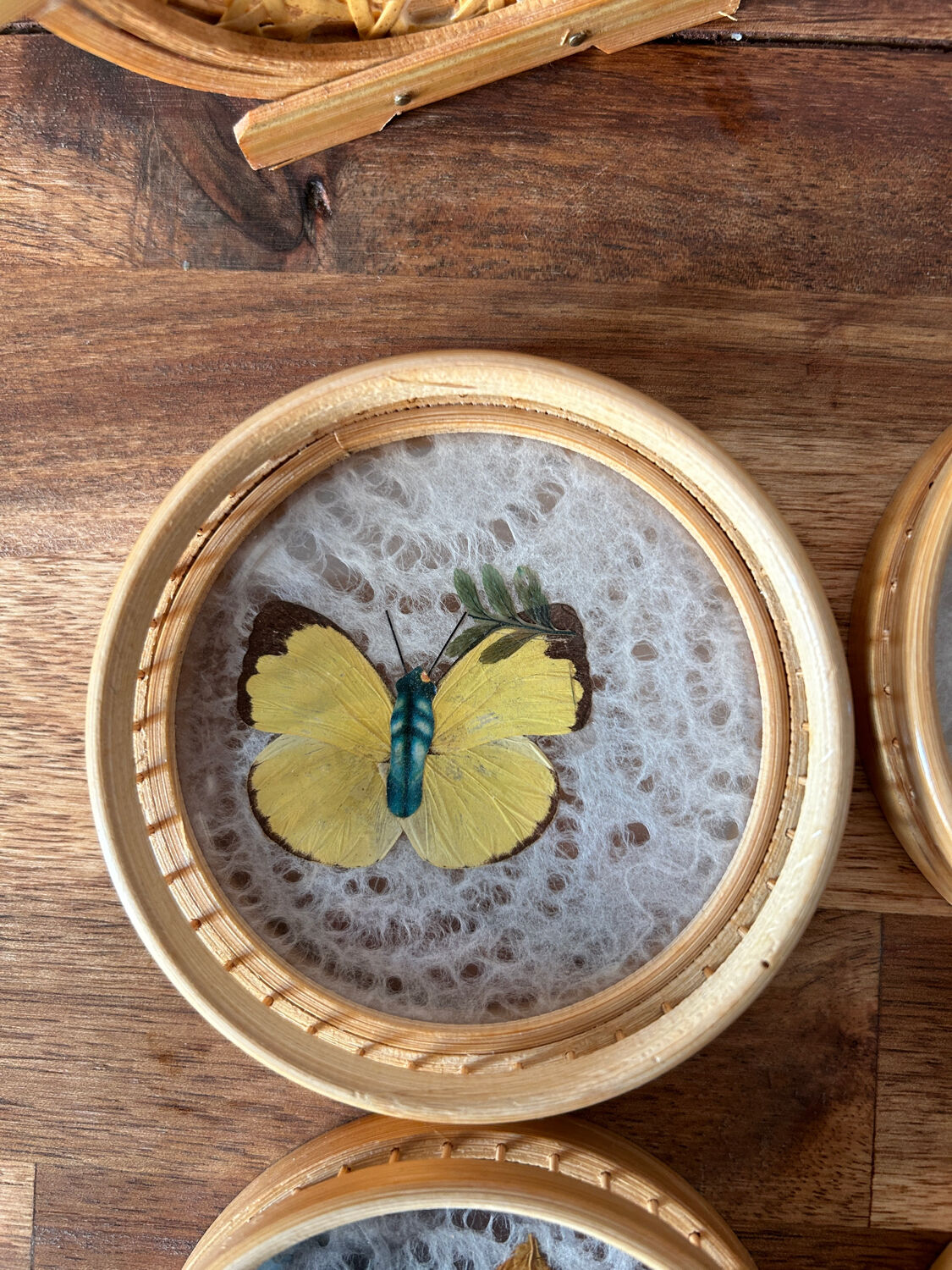 Set of 6 under glass butterfly