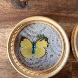 Set of 6 under glass butterfly