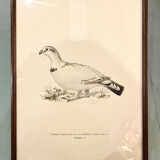 Old board framed under glass, bird