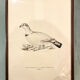 Old board framed under glass, bird