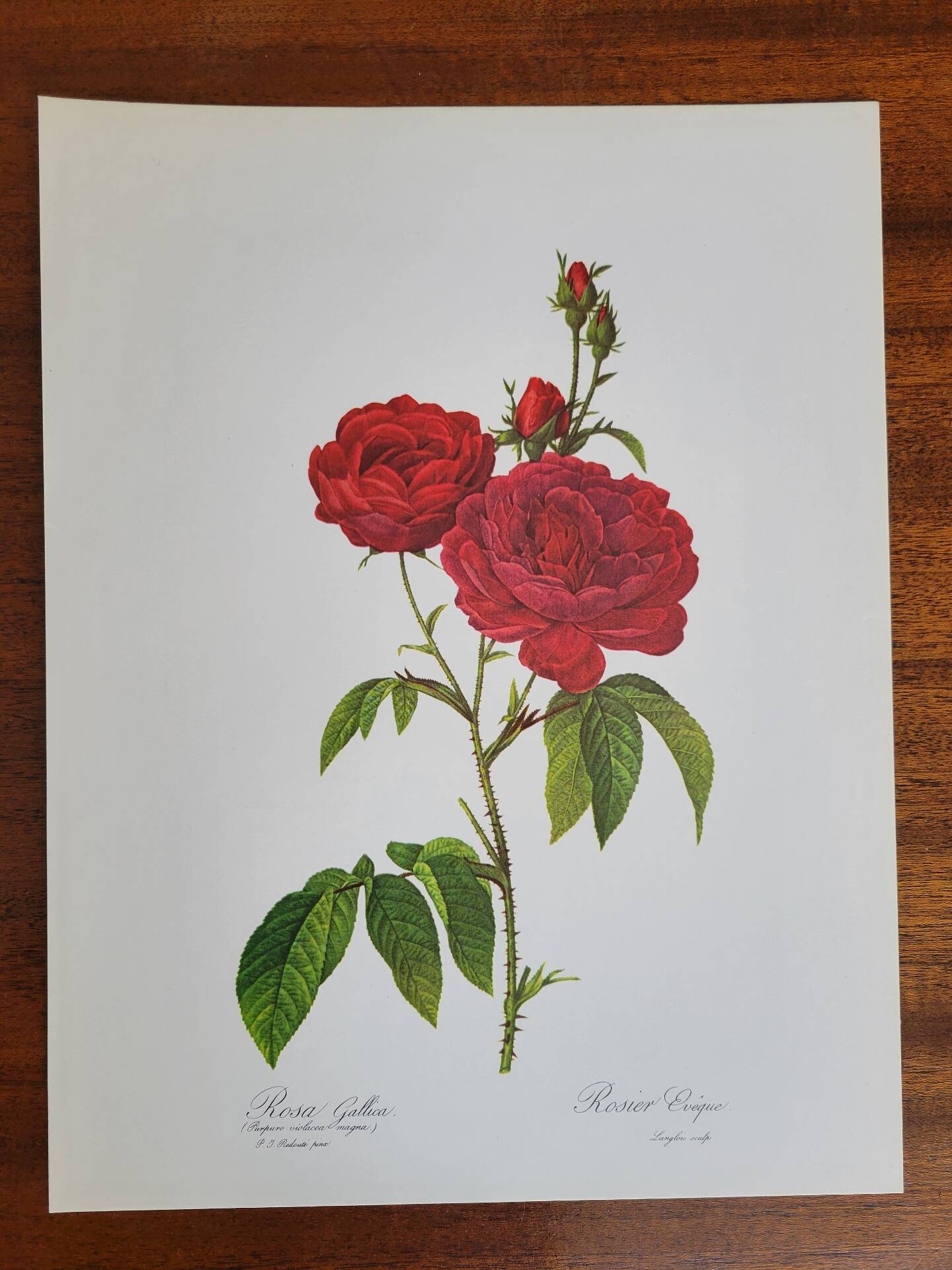 Botanical plate Rose Bishop P. J. Redouté 1960