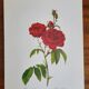 Botanical plate Rose Bishop P. J. Redouté 1960