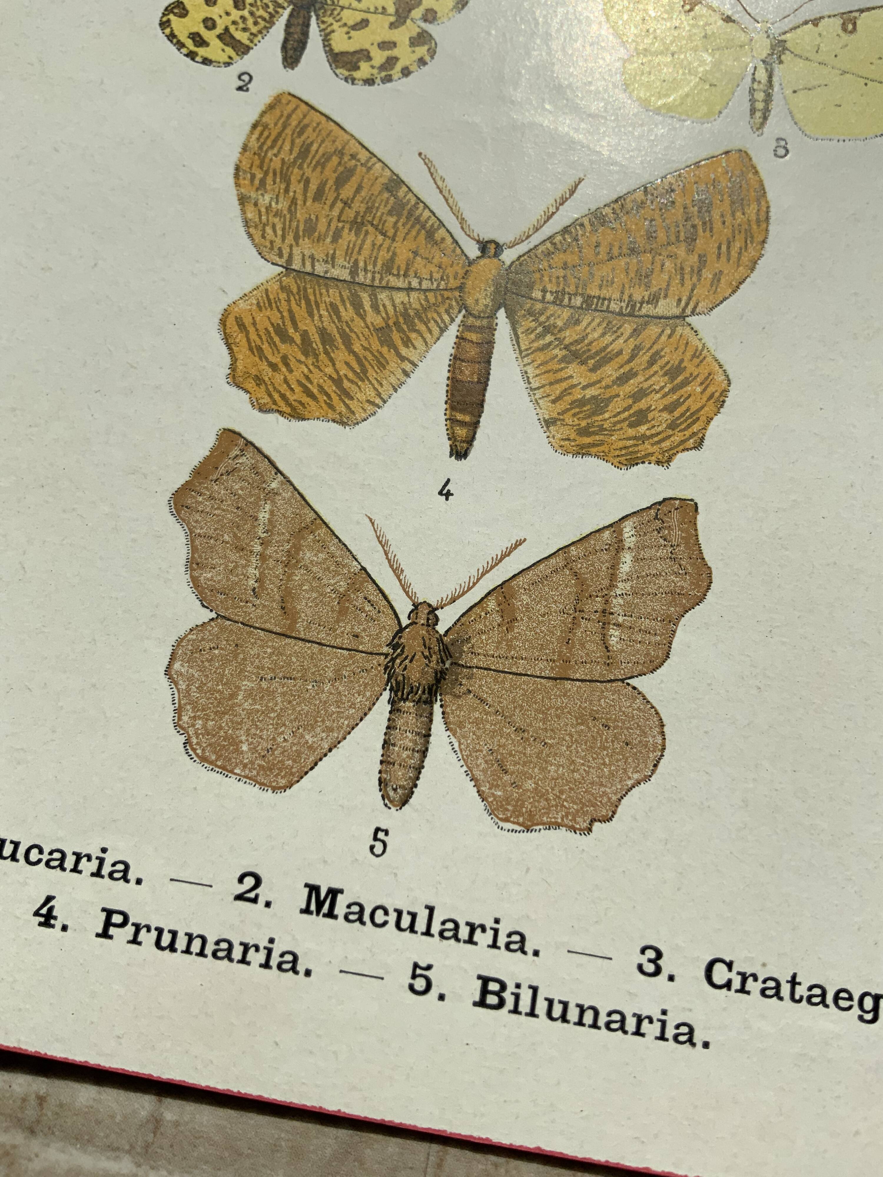 Vintage botanical plate antique engraving 1903 naturalistic work butterflies
