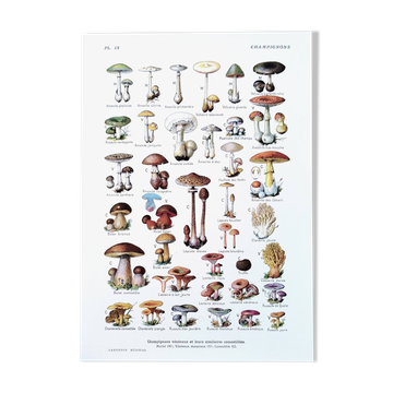 Mushroom poster, based on a 1920 lithograph
