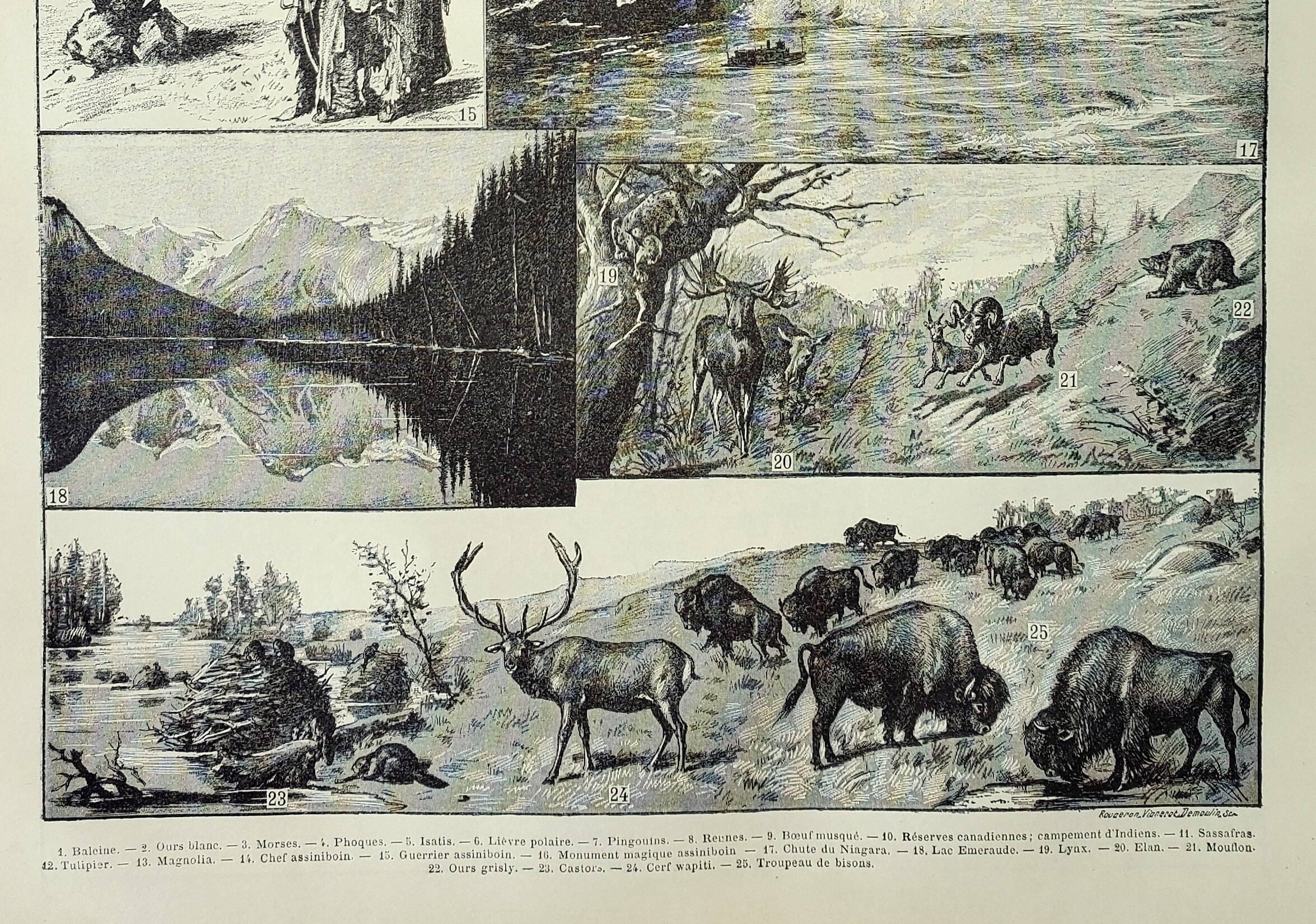Old engraving 1898, Canada: fauna, flora, tribe • Original and vintage lithograph