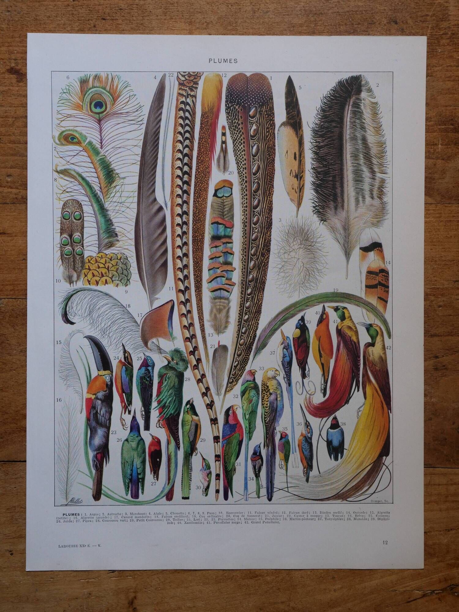 Lot of lithographs on gardens, feathers, medicinal plants and the orchard