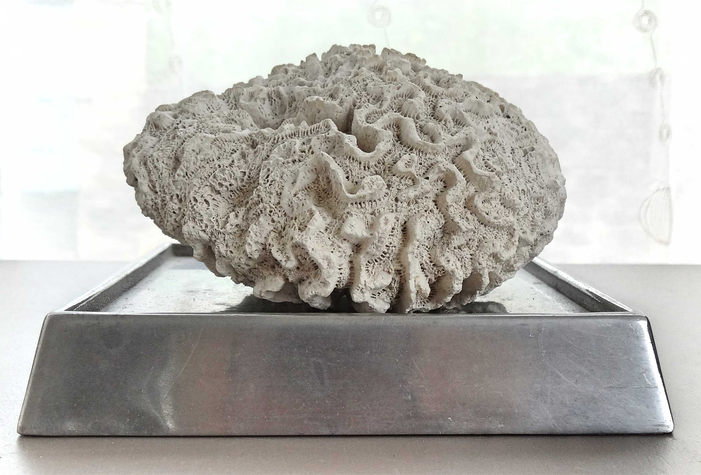 Brain coral