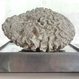 Brain coral