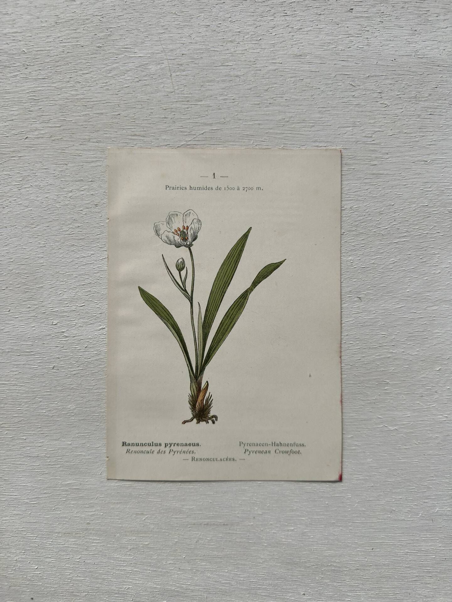 Botanical Plate 1800 Old naturalist engraving 19th century double-sided