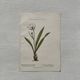 Botanical Plate 1800 Old naturalist engraving 19th century double-sided