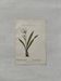 Botanical Plate 1800 Old naturalist engraving 19th century double-sided