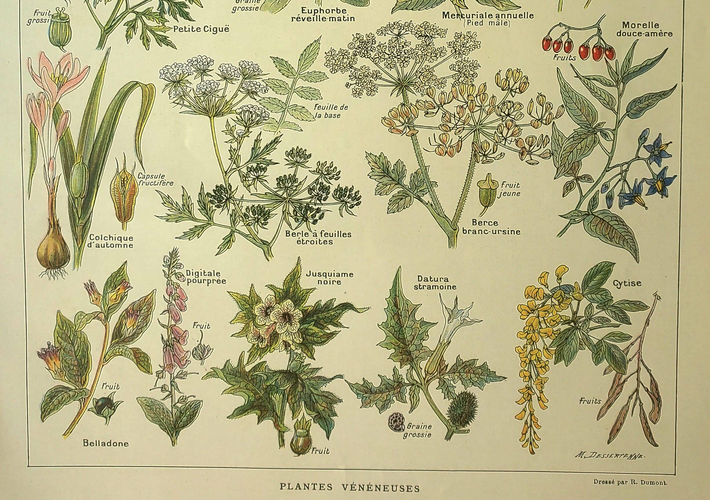 Antique engraving from 1921 by Dessertenne - Poisonous plant. Botanical plate