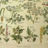 Antique engraving from 1921 by Dessertenne - Poisonous plant. Botanical plate