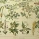 Antique engraving from 1921 by Dessertenne - Poisonous plant. Botanical plate