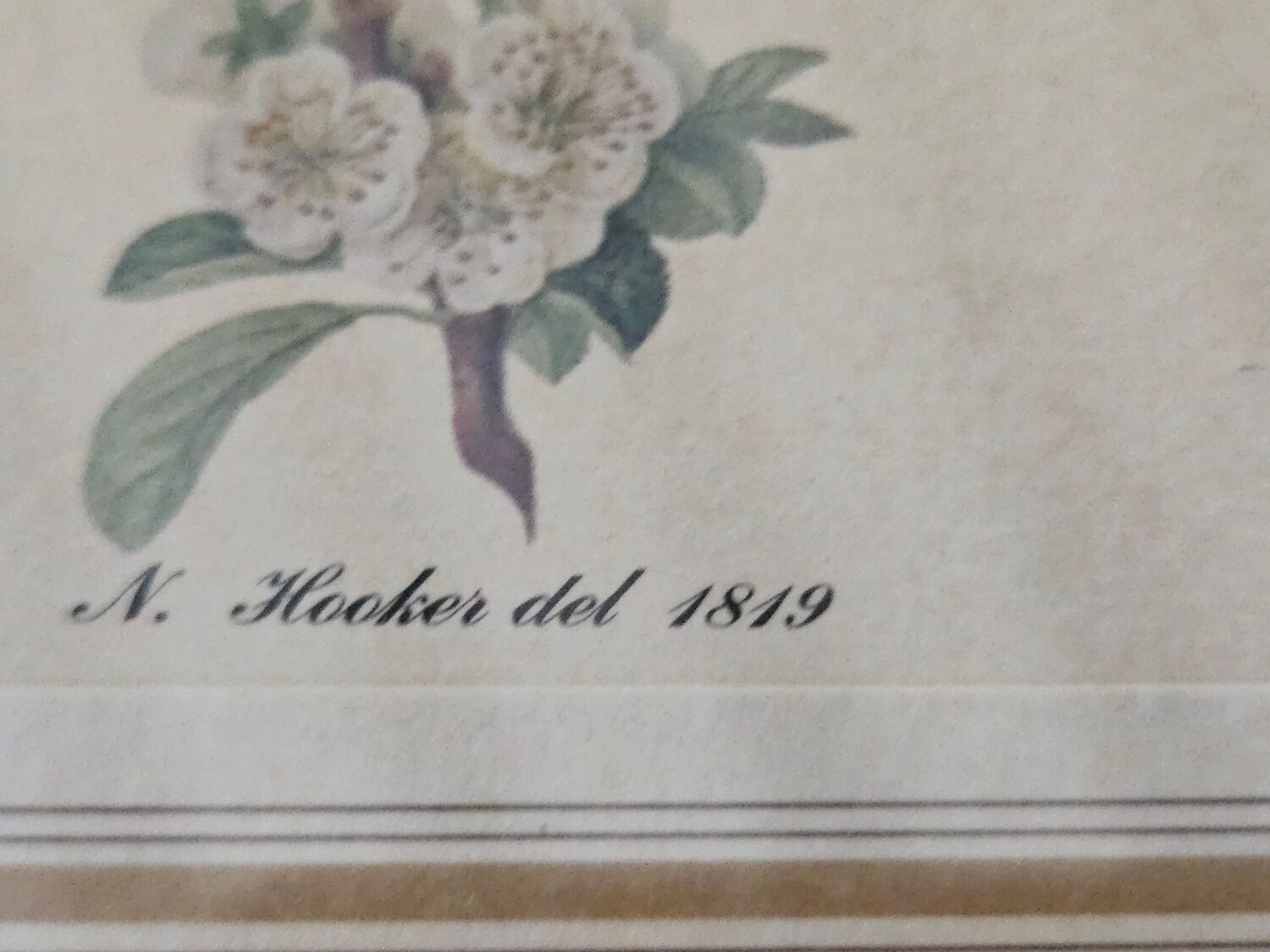 Plum tree botanical board under wooden frame