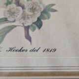 Plum tree botanical board under wooden frame