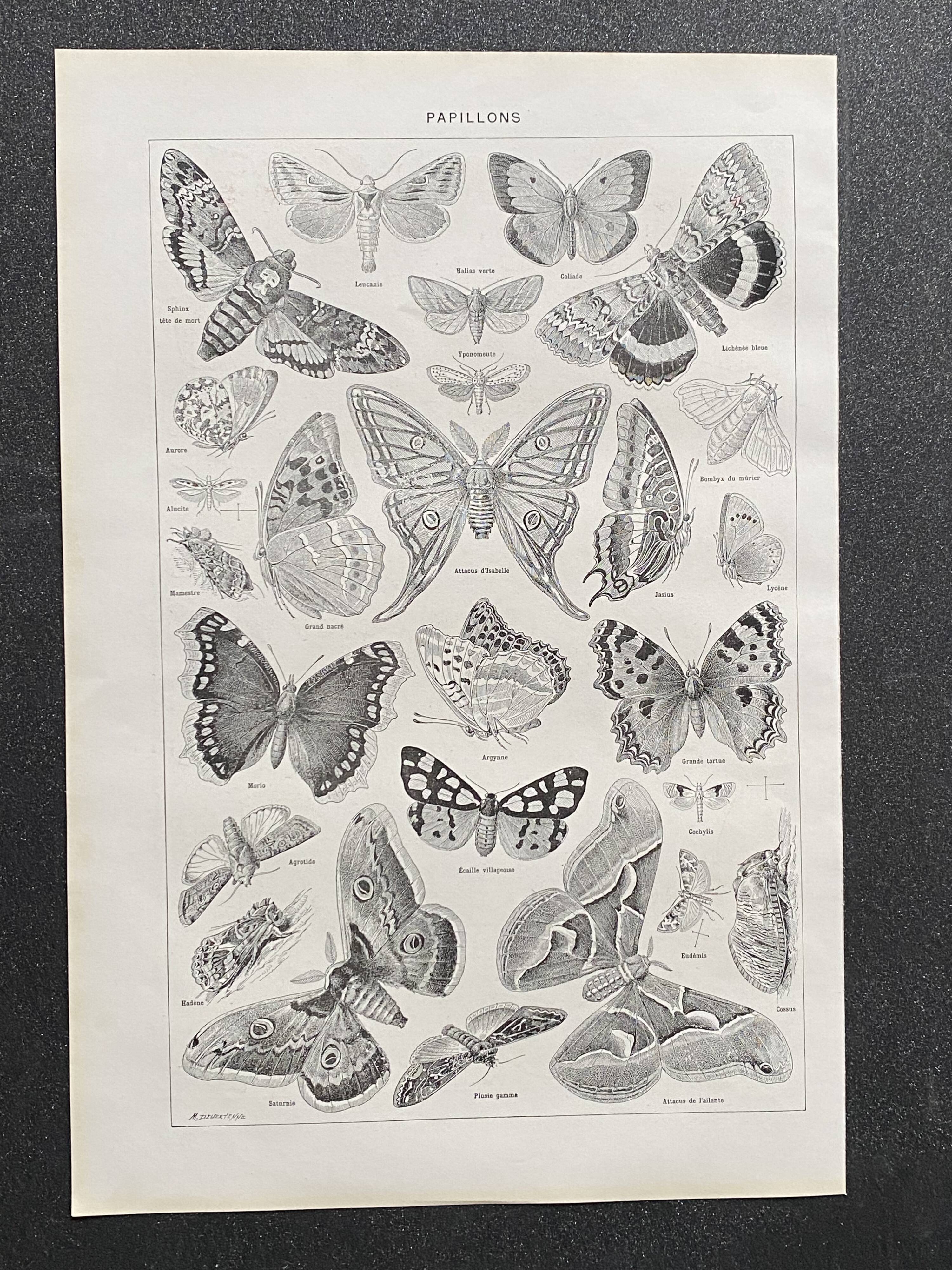 Old Millot illustration "butterflies"