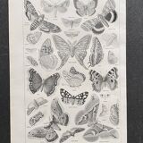 Old Millot illustration "butterflies"