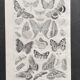Illustration ancienne Millot "papillons"