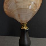 Cabinet of Curiosities shell codakia tigerina on base