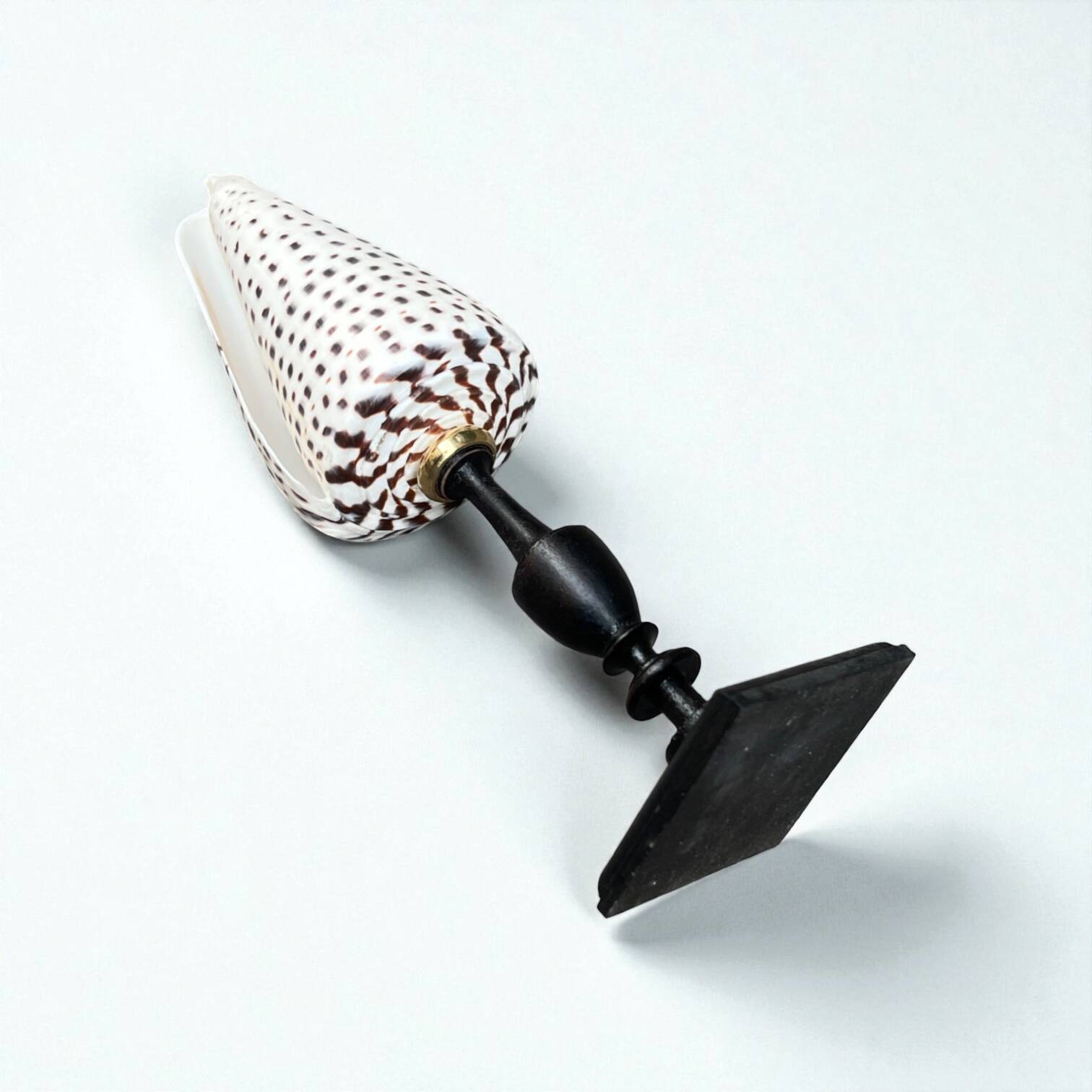 Cabinet of Curiosities: Conus shell on a blackened wooden base, 19th century