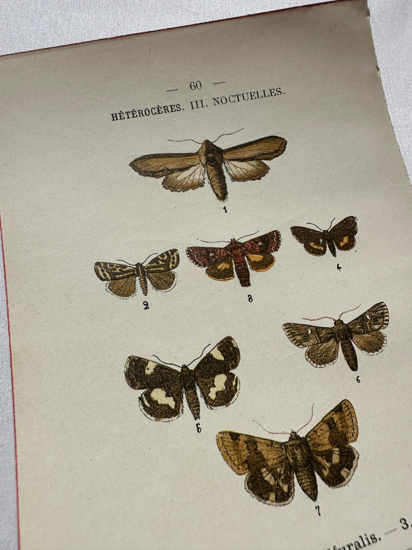 Botanical Plate 1800 Old naturalist engraving 19th century double-sided