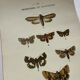 Botanical Plate 1800 Old naturalist engraving 19th century double-sided